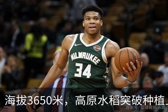 海拔3650米，高原水稻突破种植上限（秋收进行时·不一样的水稻品种）